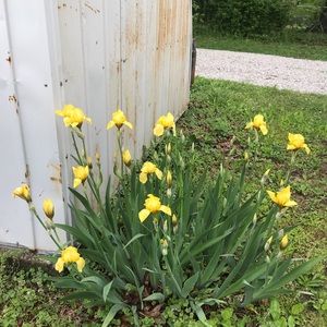 Meet your Posher, Pattie